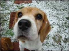 rockwoodbeagles.com Crilla