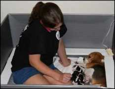 rockwoodbeagles.com Crilla