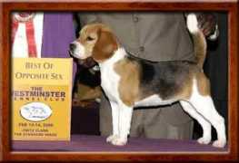 rockwoodbeagles.com Crilla