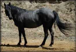 powderriverhorses.com Crimon