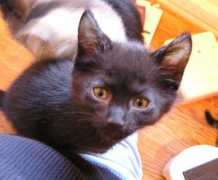 theanimalcenter.org Cringle