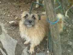 refugiodaspatinhas.org Crisley