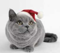 cloroxconnects.com Crismas