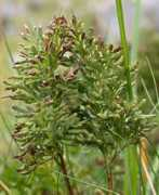 plant-identification.co.uk Crispa