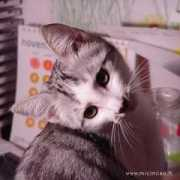 lnx.micimiao.it Crispino