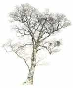 botanicalartists.com Crispula