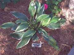 hostalibrary.org Crispula