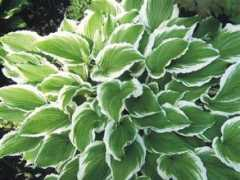 hostacollectie.be Crispula