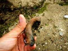 alexisphoenix.org Crivina