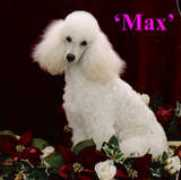 lasvegaspoodles.com Crociani