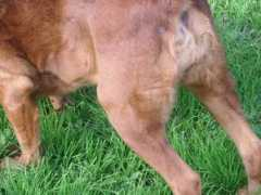 difossombrone.it Crociati