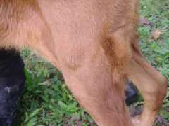 difossombrone.it Crociati