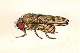 cricket.bio.indiana.edu Crocina