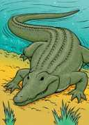 Crocodil