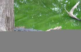 Crocodillo
