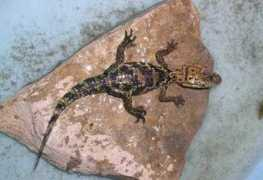 reptarium.cz Crocodilus