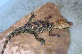 reptarium.cz Crocodilus