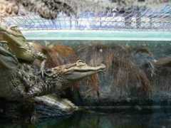 reptarium.cz Crocodilus