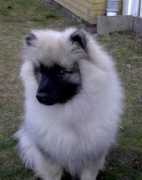 Cromi