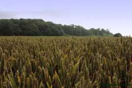 kiloalphatango.com Crops