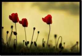 Crossie