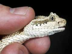 dinosoria.com Crotale