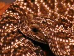 reptarium.cz Crotalus