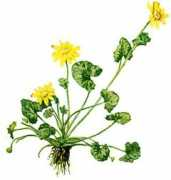 Crowfoot