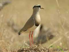 oiseaux.net Crowned