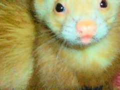 Crtn