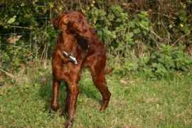 Cruby