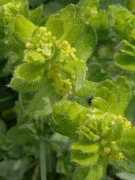 botany.cz Crucila
