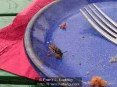 franklludwig.com Crumbs