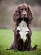 alphadogtraining.co.uk Crunchie