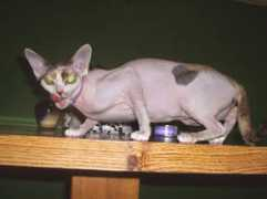 gotpetsonline.com Crusan