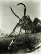 newanimal.org Cryptid