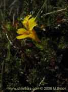 chileflora.com Crysantha