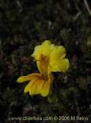 chileflora.com Crysantha