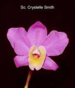 orchids.legolas.org Crystelle