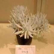 albino.sub.jp Csanti