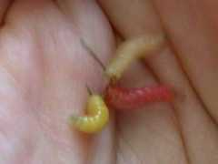 Csonti