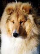 nyitramenti.hu Csurgai