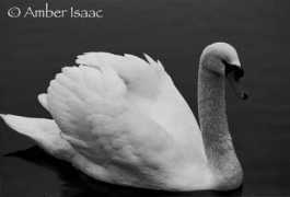 Cswan