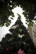 Ctree