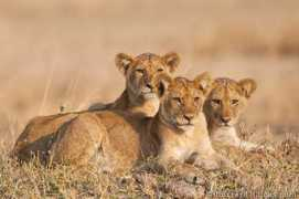 Cub