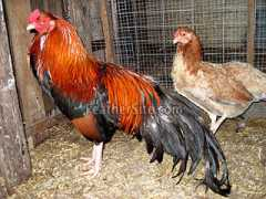 Cubala