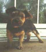 Cubbie