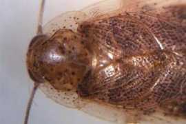 Cucaracha