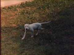 dogoargentino.net Cucciol