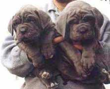 mastino.home.ro Cucciol